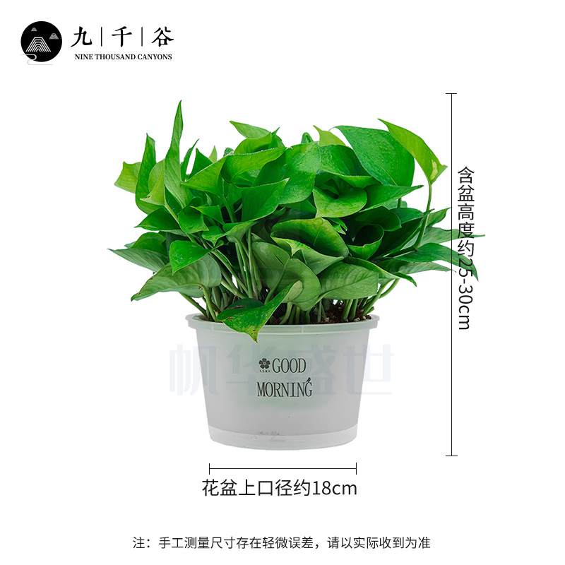 绿萝盆栽 50盆起售 绿植鲜活常青绿萝室内办公室土培花卉绿植新房家用8783